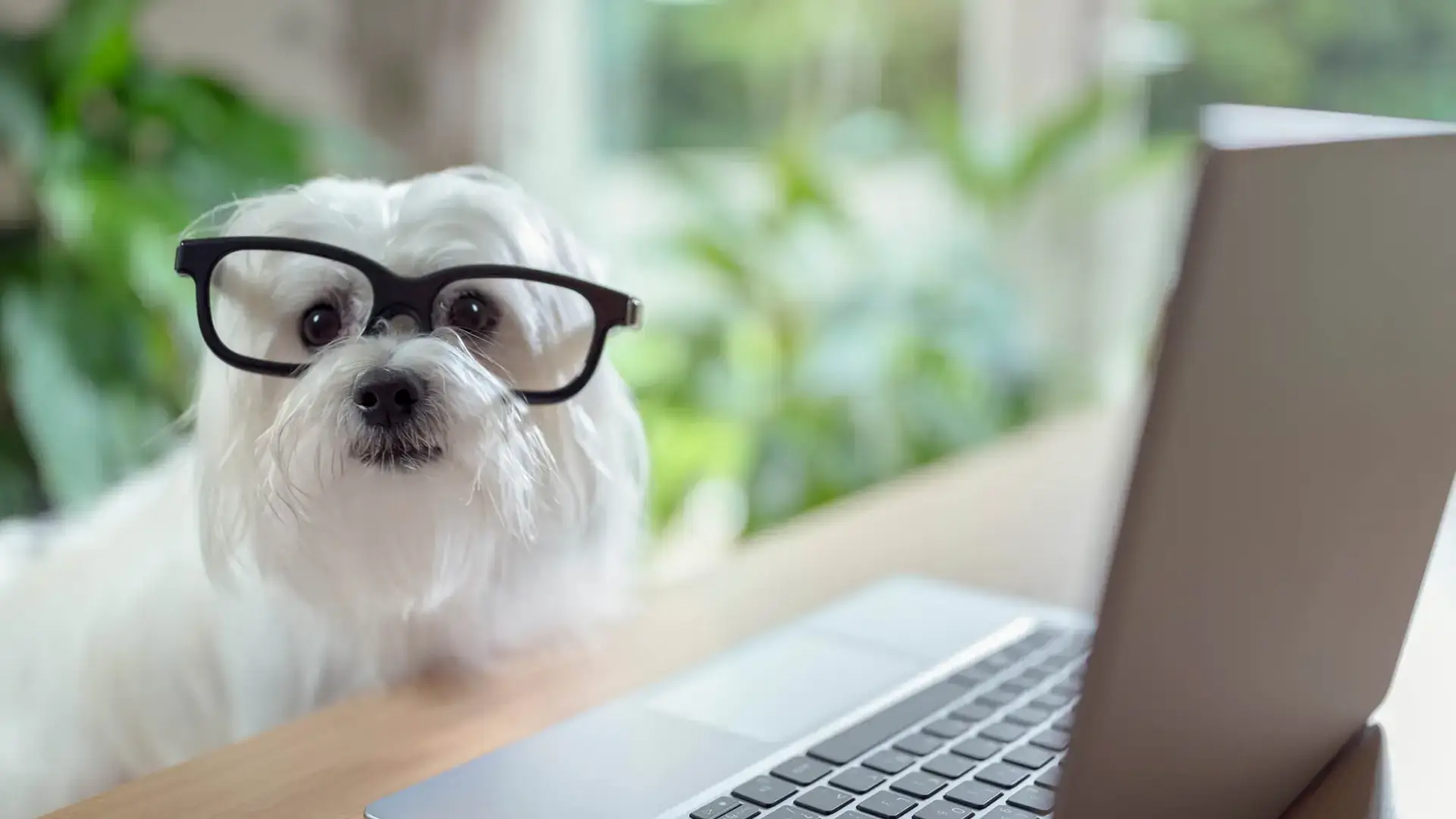 A white terrier with glasses on sat at a desk looking at a laptop
