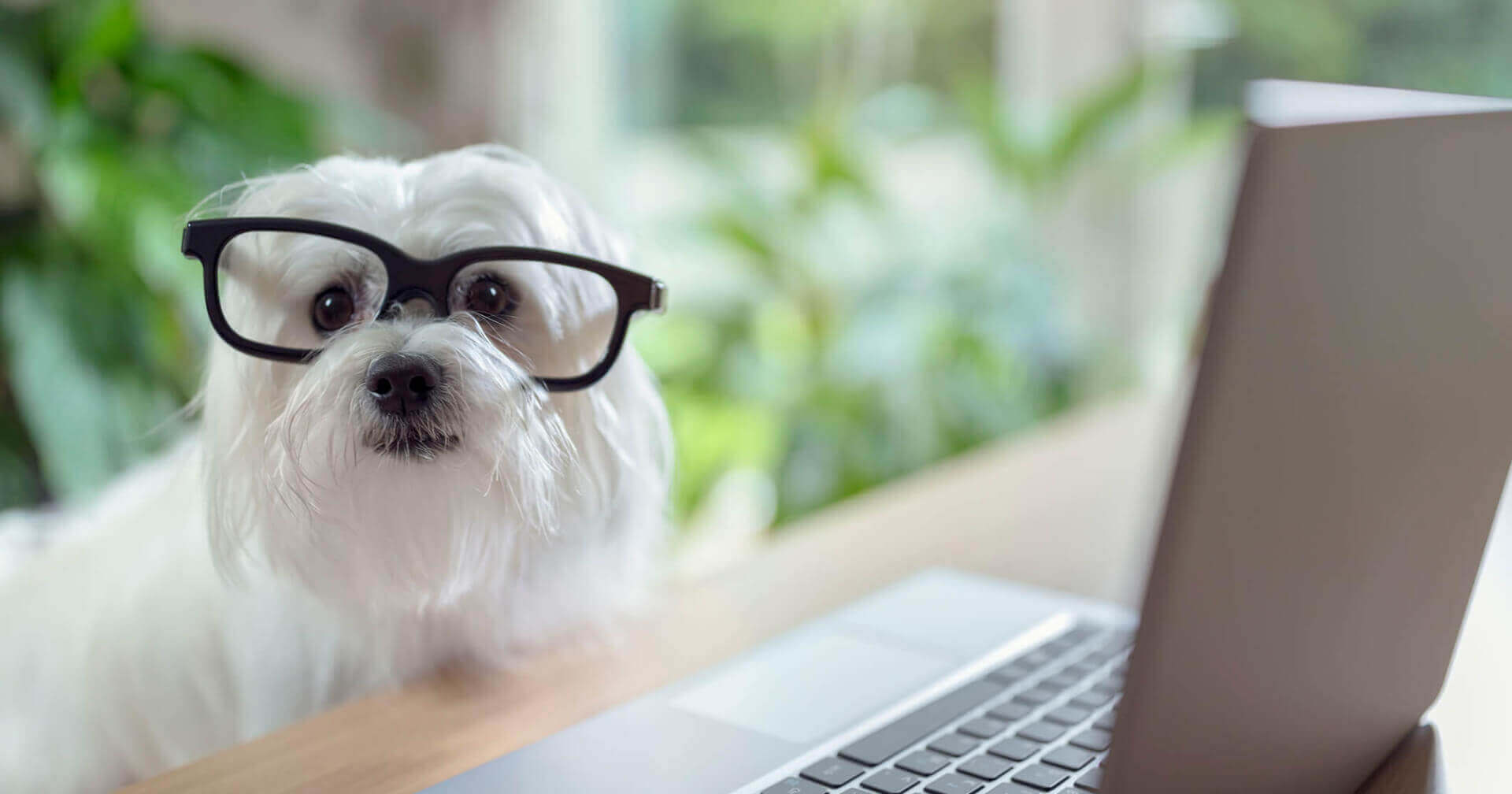 A white terrier with glasses on sat at a desk looking at a laptop